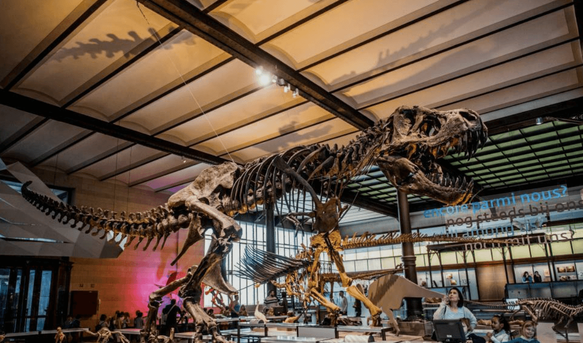 Königliches Belgisches Institut für Naturwissenschaften